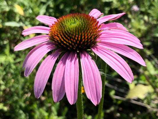 April Is Ohio Native Plant Month 