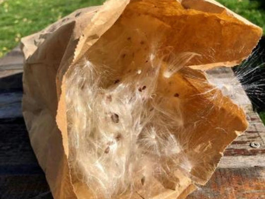 Clean Milkweed Seed With A Paper Bag