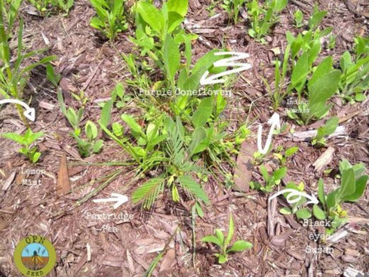 First Year Native Seedings