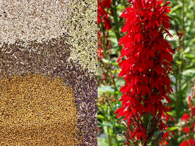 Seeds or Plants... Choosing the Right Option for Your Native Plant Project