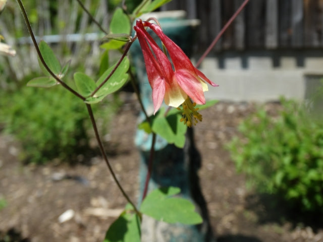 Short Growing Native Wildflowers