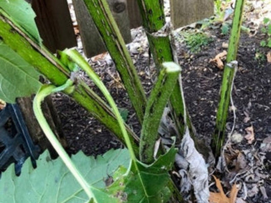 Stem Nurseries For Native Bees