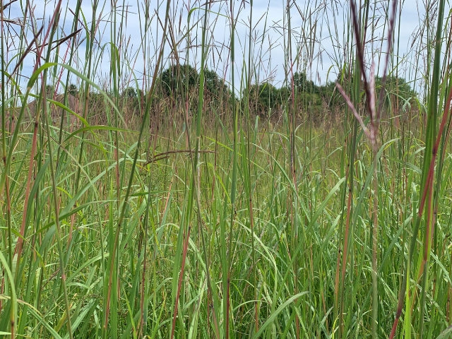 Why You Should Grow Native Grasses