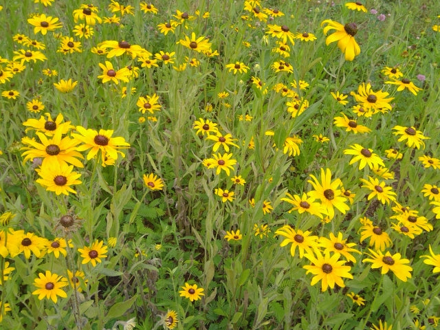 Year Two Native Seeding Example