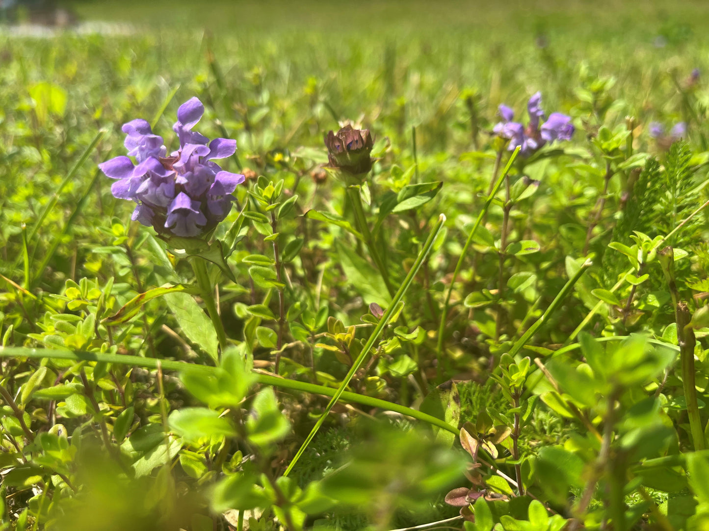 Bee Lawn Mix