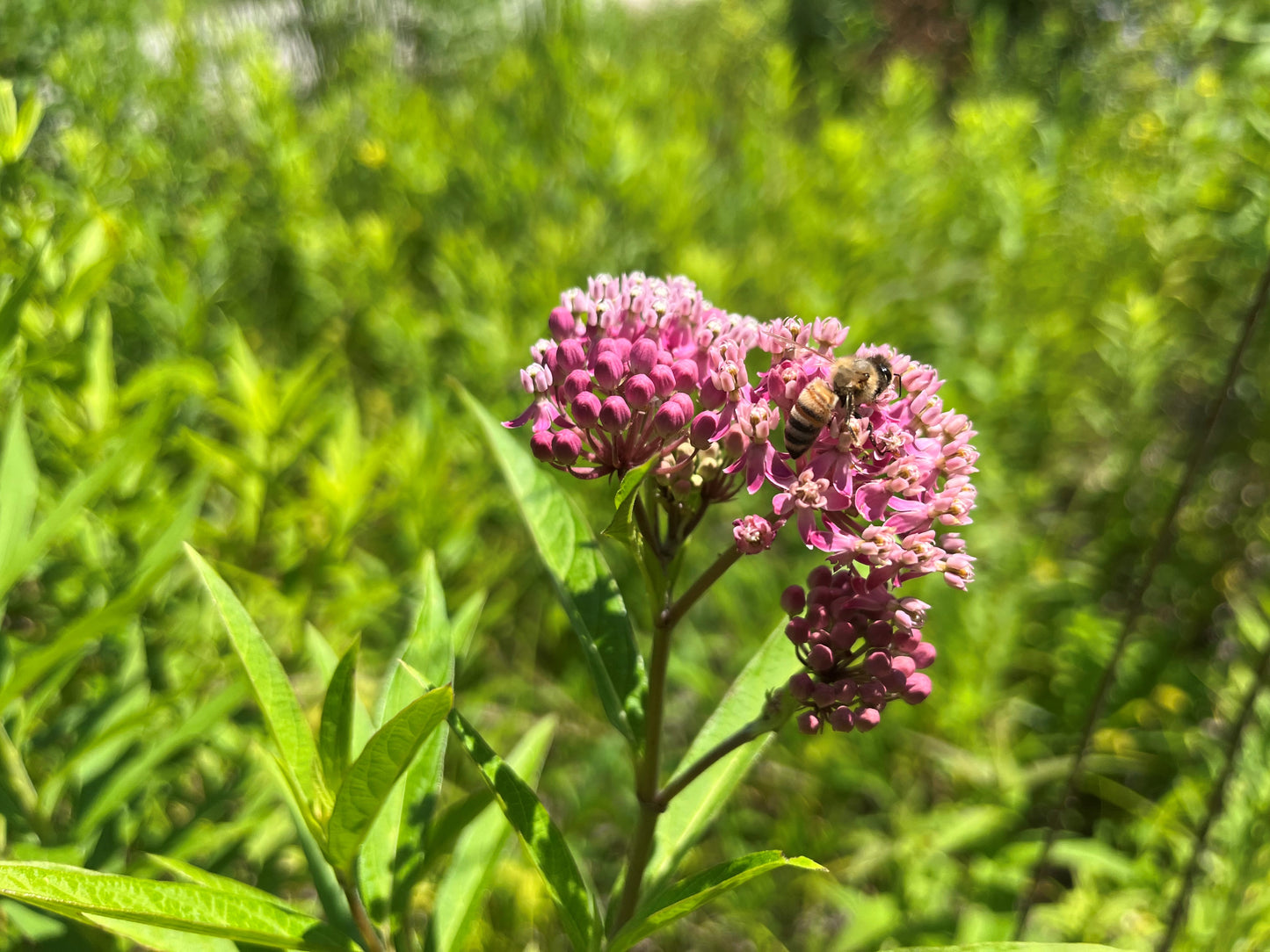 Detention Basin Native Seed Mix