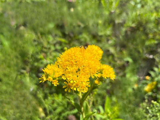 Solidago rigida - Stiff Goldenrod