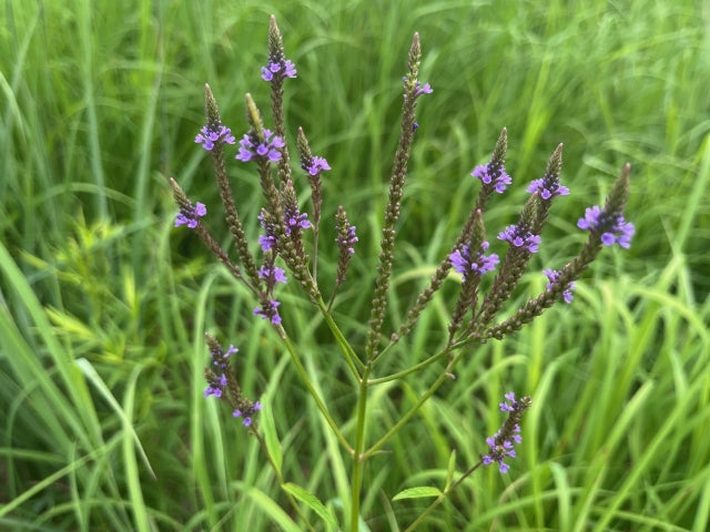 Flowering Blue Vervain in Ohio Flood Plain Native Seed Mix 