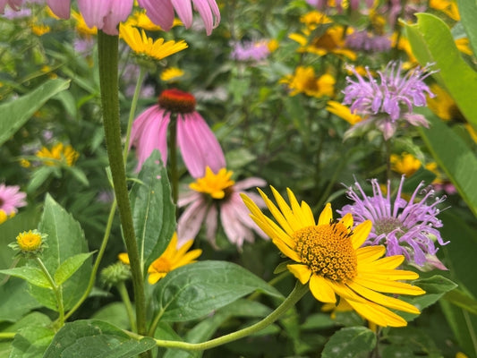 Ohio Pollinator Oasis Native Seed Mix