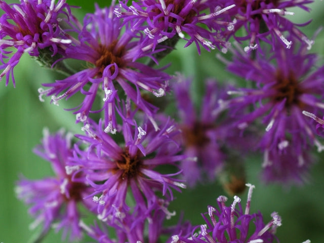 Vernonia fasciculata - Prairie Ironweed