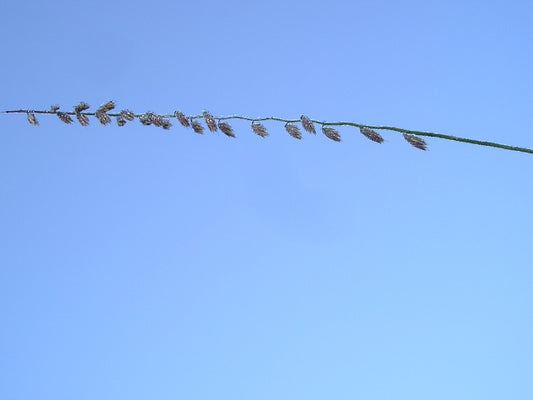 Bouteloua curtipendula - Side-oats Grama