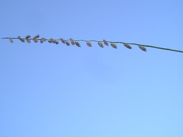 Bouteloua curtipendula - Side-oats Grama