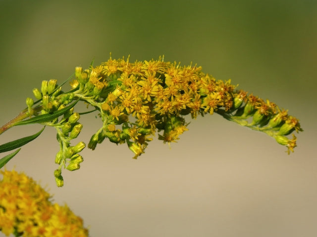 Solidago nemoralis - Old Field Goldenrod