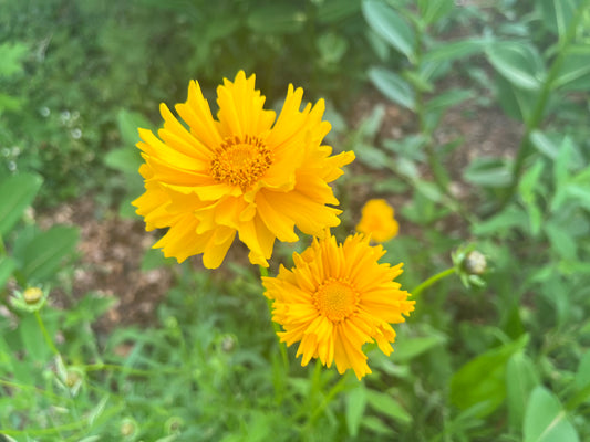 Coreopsis lanceolata - Lanceleaf Coreopsis