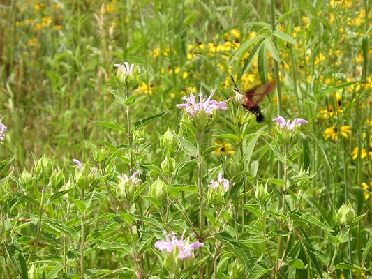 20th Anniversary Prairie Native Seed Mix