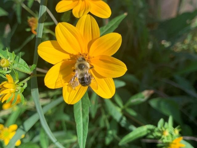 Bidens aristosa - Tickseed Sunflower