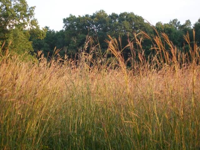 Andropogon gerardii - Big Bluestem