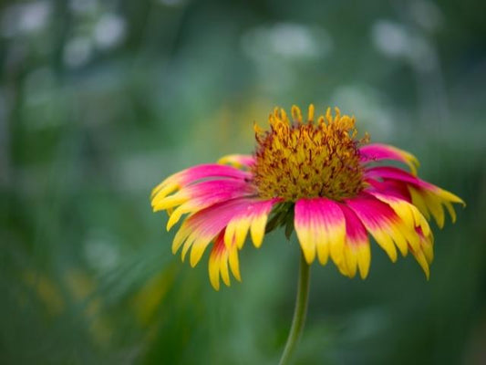 Gaillardia aristata - Blanket Flower