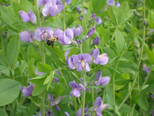 Baptisia australis - Blue False Indigo