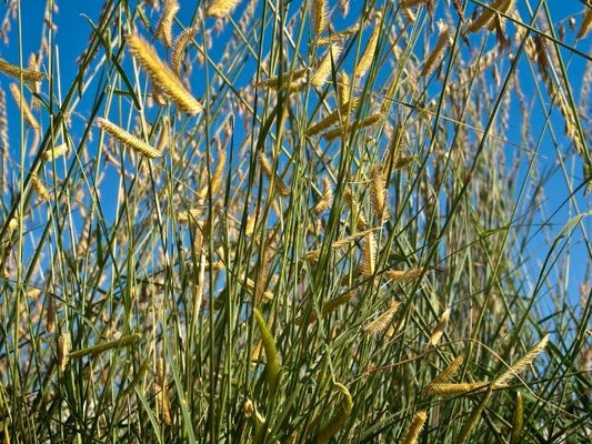 Bouteloua gracilis - Blue Grama