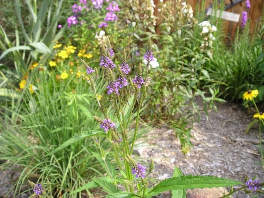 Verbena hastata - Blue Vervain