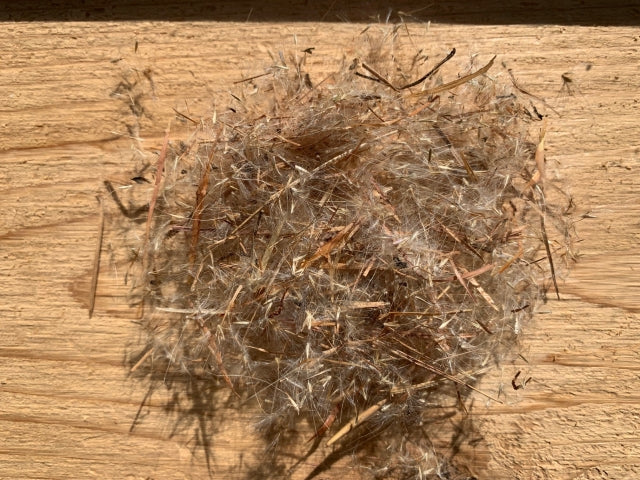 Andropogon virginicus - Broom Sedge