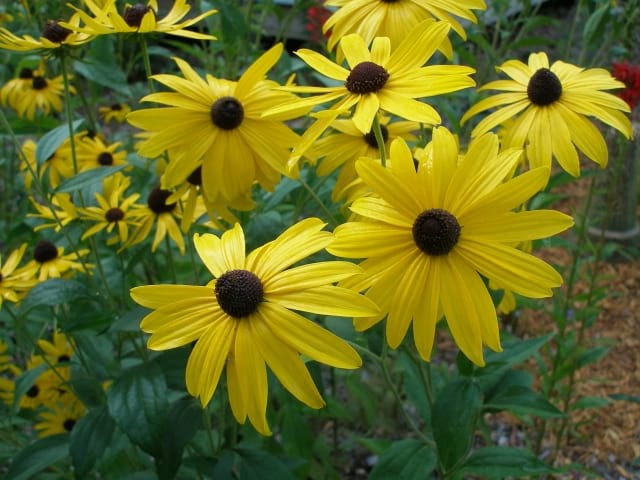 Rudbeckia triloba - Brown-eyed Susan