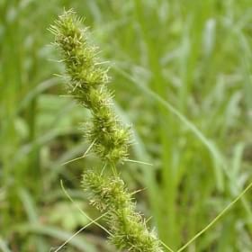 Carex vulpinoidea - Brown Fox Sedge