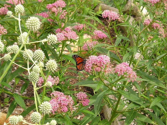 Butterfly / Hummingbird Native Seed Mix