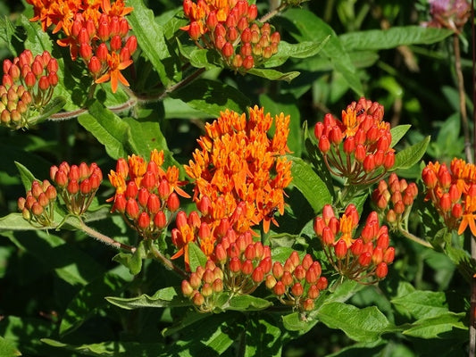 Asclepias tuberosa - Butterfly Milkweed