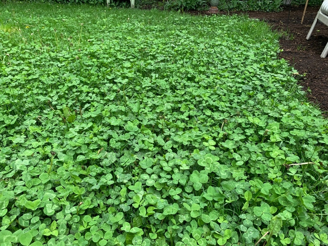 Clover Lawn Mix