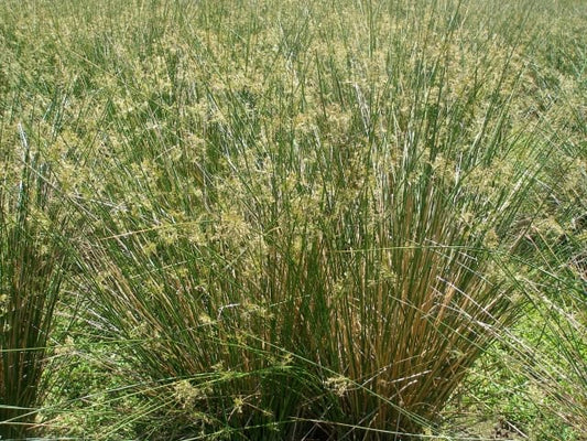 Juncus effusus - Common Rush