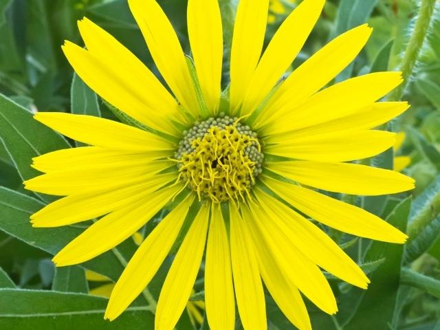 Silphium laciniatum - Compass Plant