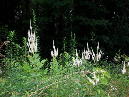 Veronicastrum virginicum - Culver's Root