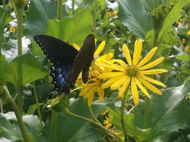 Silphium perfoliatum - Cup Plant