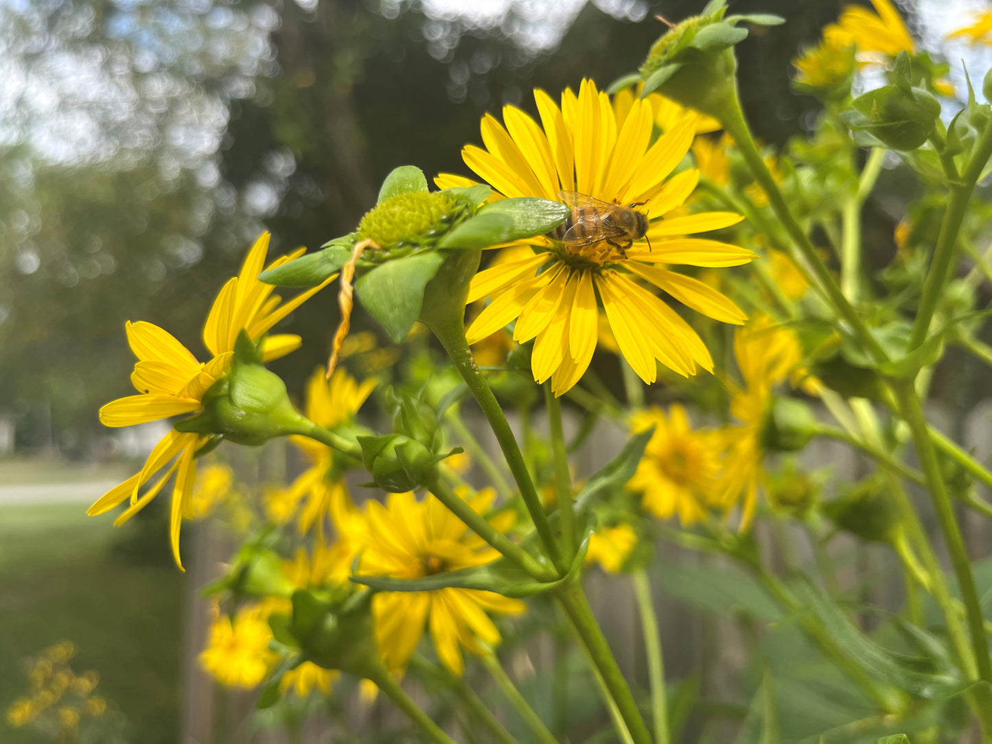 Mixed Height Native Grass and Wildflower Seed Mix