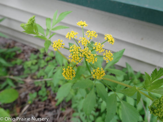 Zizia aurea - Golden Alexanders