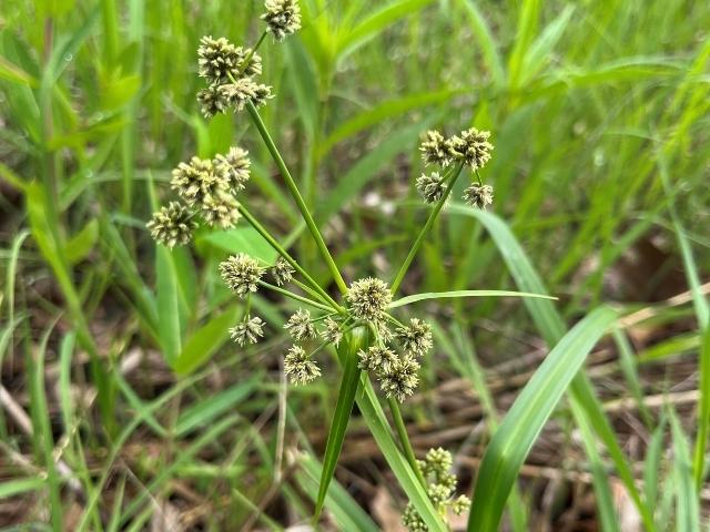 Scirpus atrovirens - Dark Green Bulrush