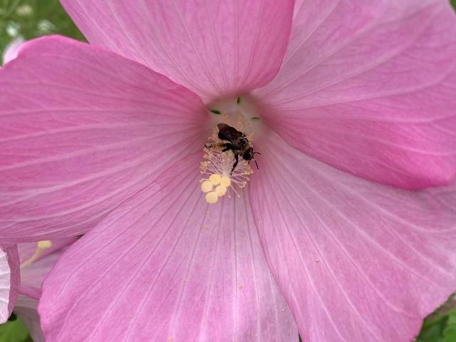 East Coast Pollinator Native Seed Mix