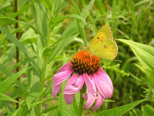 Econo Native Short Meadow Mix