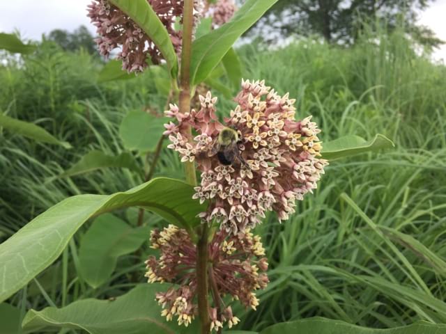 Econo Native Tall Meadow Mix