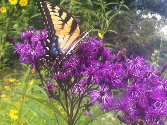 Fall Pollinator Fuel Native Seed Mix