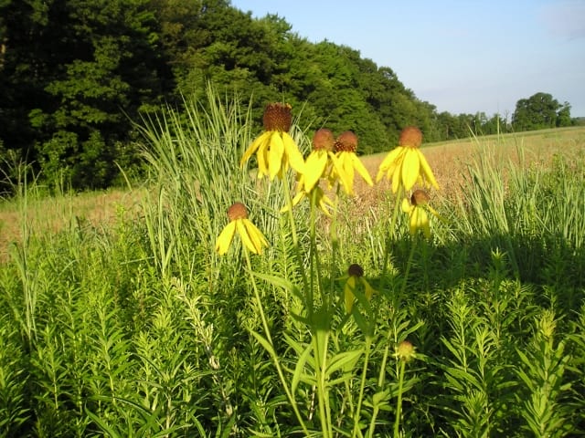 Ratibida pinnata - Grey-Headed Coneflower