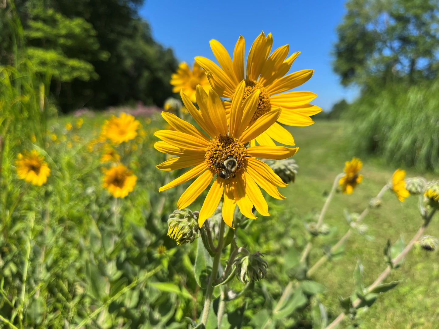 Diverse Perennial Wildflower Native Seed Packet