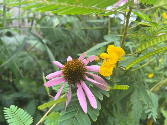 The "I Have Clay Soil" Native Seed Mix