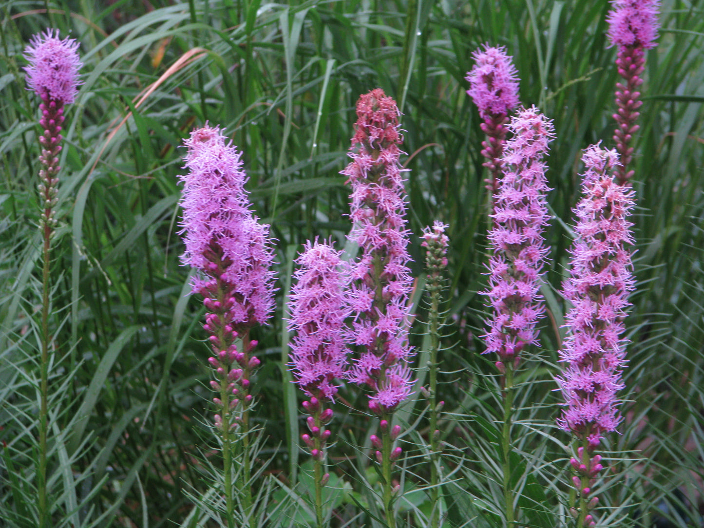 Liatris spicata - Dense Blazingstar