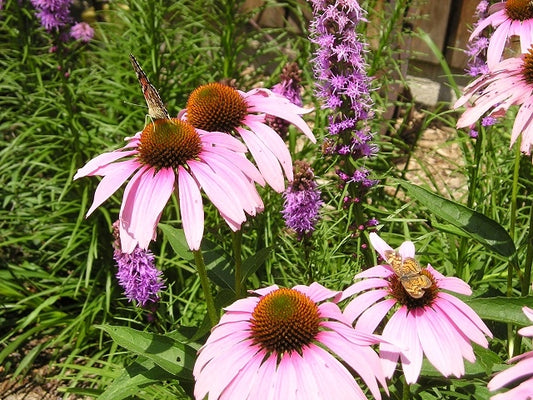 Midwest Wildflower Native Seed Mix