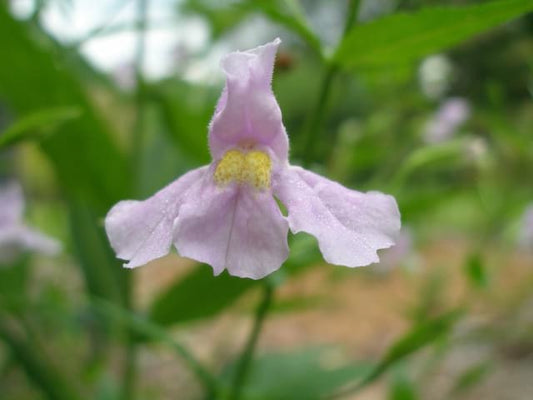 Mimulus ringens - Monkey Flower