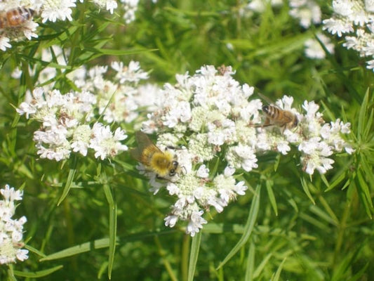 Pycnanthemum tenuifolium - Narrow Leaved Mountain Mint