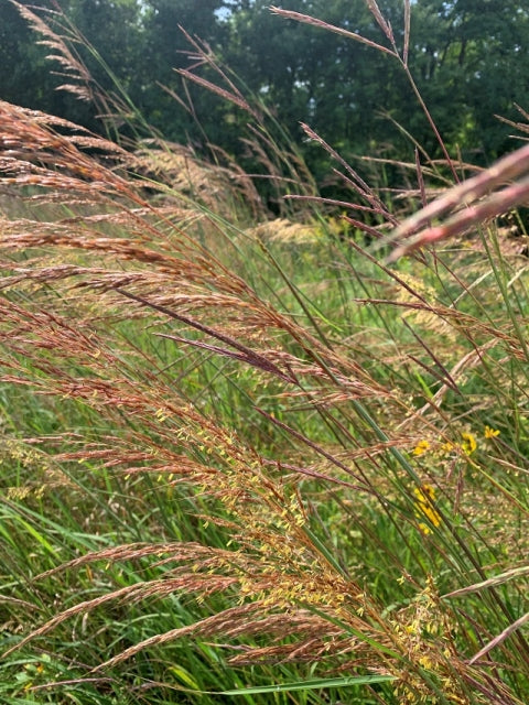 Native Tall Grass Seed Mix